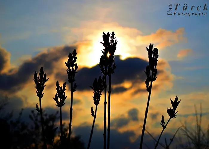 Sonja Sankt Andreasberg